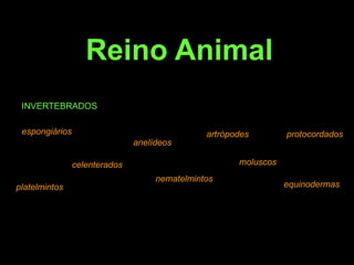 INVERTEBRADOSespongiáriosartrópodesprotocordadosanelídeosmoluscoscelenteradosnematelmintosequinodermasplatelmintosReino Animal