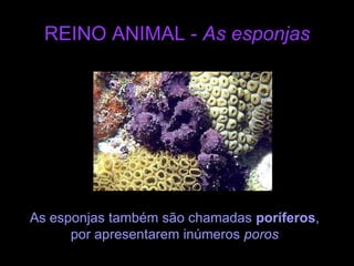 REINO ANIMAL - As esponjasAs esponjas também são chamadas poríferos, por apresentarem inúmeros poros