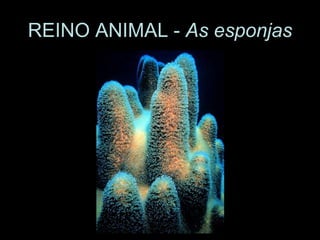 REINO ANIMAL - As esponjas