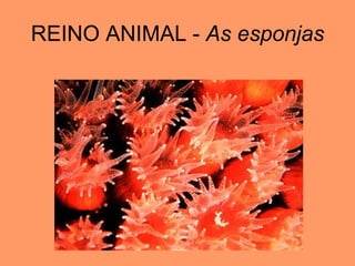 REINO ANIMAL - As esponjas