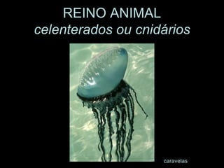 REINO ANIMAL celenterados ou cnidárioscaravelas