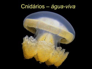Cnidários – água-viva