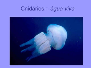 Cnidários – água-viva