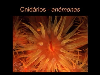 Cnidários - anêmonas