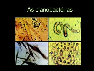 As cianobactérias