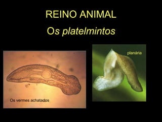 REINO ANIMAL Os platelmintosplanáriaOs vermes achatados