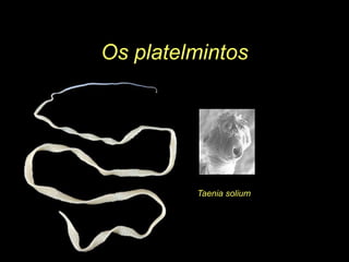 Os platelmintosTaenia solium