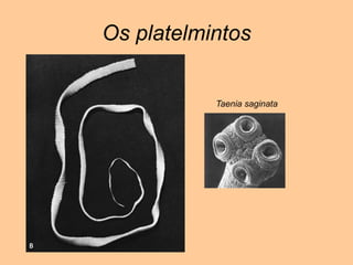 Os platelmintosTaenia saginata