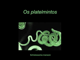 Os platelmintosSchistossoma mansoni