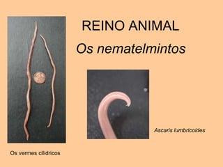 REINO ANIMAL Os nematelmintosAscarislumbricoidesOs vermes cilídricos