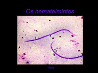 Os nematelmintosFilária
