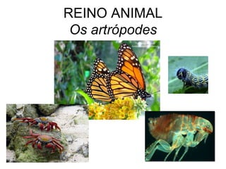 REINO ANIMAL Os artrópodes