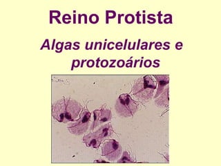 Reino ProtistaAlgas unicelulares e protozoários
