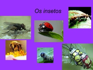 Os insetos