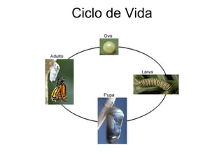 Ciclo de Vida Os artrópodes