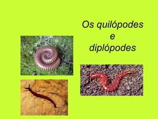 Os quilópodes e diplópodes