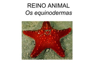 REINO ANIMAL Os equinodermas