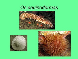 Os equinodermas