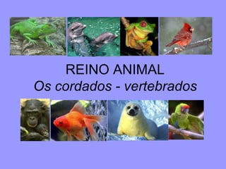 REINO ANIMAL Os cordados - vertebrados