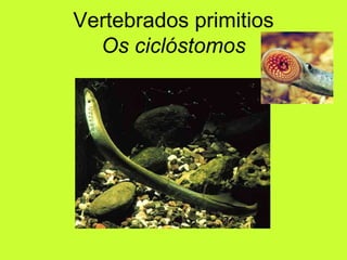 Vertebrados primitios Os ciclóstomos