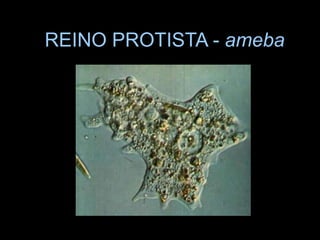 REINO PROTISTA - ameba