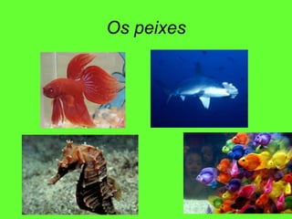 Os peixes