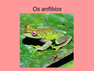 Os anfíbios