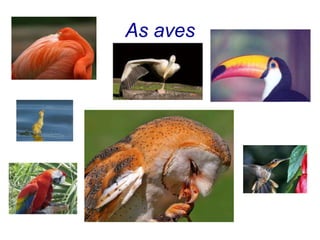 As aves