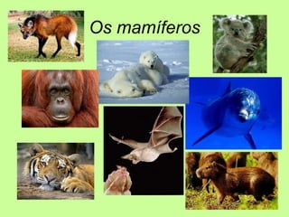 Os mamíferos