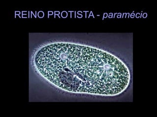 REINO PROTISTA - paramécio