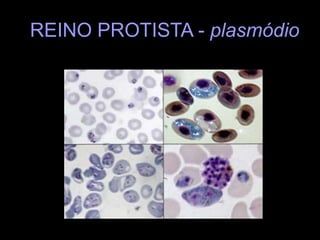 REINO PROTISTA - plasmódio
