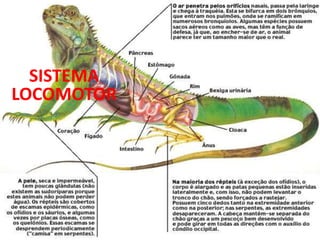SISTEMA LOCOMOTOR
SISTEMA
LOCOMOTOR
 
