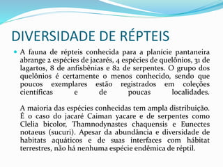 DIVERSIDADE DE RÉPTEIS
 A fauna de répteis conhecida para a planície pantaneira
abrange 2 espécies de jacarés, 4 espécies de quelônios, 31 de
lagartos, 8 de anfisbênias e 82 de serpentes. O grupo dos
quelônios é certamente o menos conhecido, sendo que
poucos exemplares estão registrados em coleções
científicas e de poucas localidades.
A maioria das espécies conhecidas tem ampla distribuição.
É o caso do jacaré Caiman yacare e de serpentes como
Clelia bicolor, Thamnodynastes chaquensis e Eunectes
notaeus (sucuri). Apesar da abundância e diversidade de
habitats aquáticos e de suas interfaces com hábitat
terrestres, não há nenhuma espécie endêmica de réptil.
 