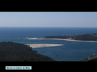 Barras no esteiro do Miño.

 