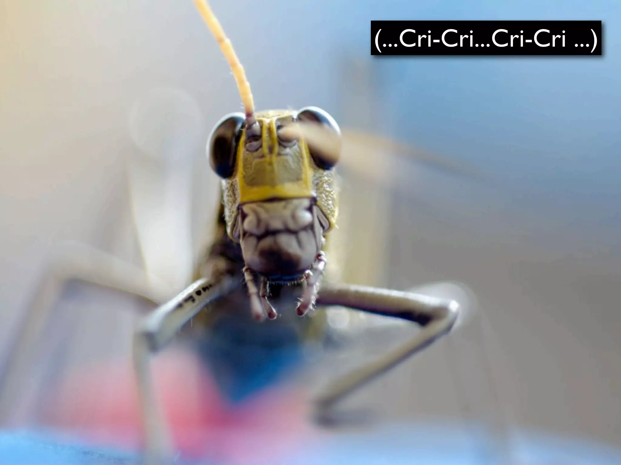 (...Cri-Cri...Cri-Cri ...)
 