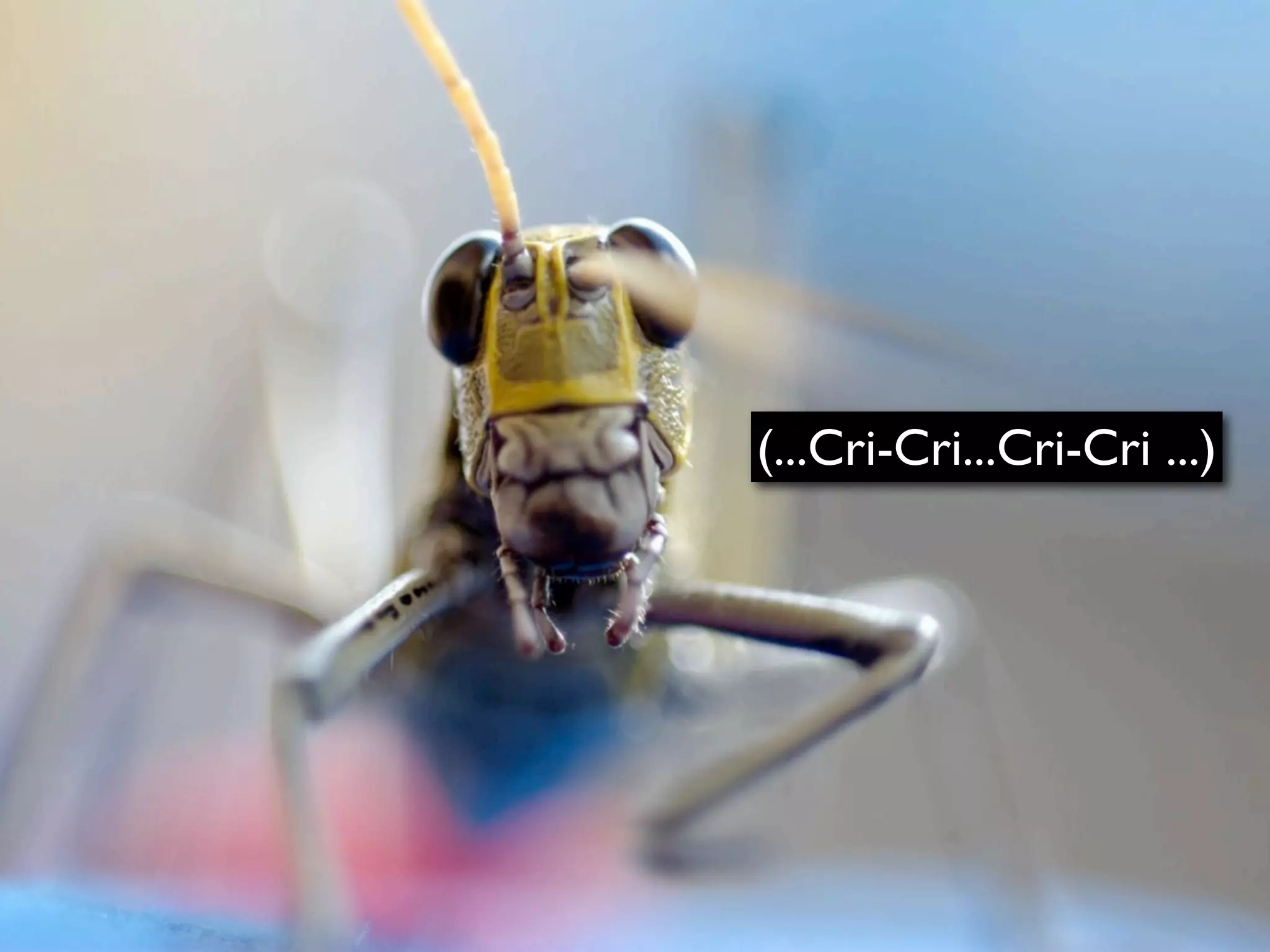 (...Cri-Cri...Cri-Cri ...)
 
