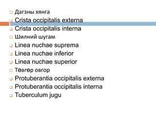 













Дагзны хянга
Crista occipitalis externa
Crista occipitalis interna
Шилний шугам
Linea nuchae suprema
Linea nuchae inferior
Linea nuchae superior
Төвгөр овгор
Protuberantia occipitalis externa
Protuberantia occipitalis interna
Tuberculum jugu

 