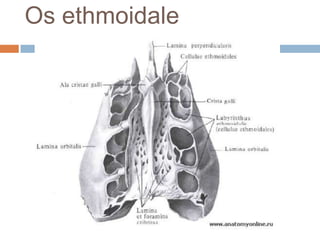 Os ethmoidale

 