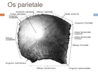Os parietale

 