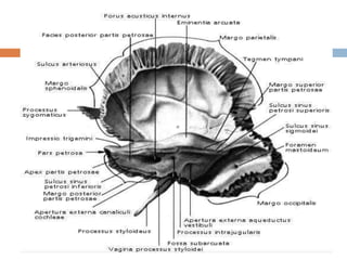 Ossa cranii анагаах