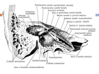 Ossa cranii анагаах