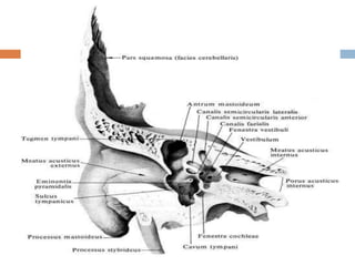 Ossa cranii анагаах