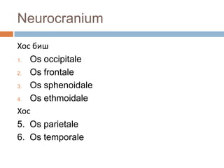 Neurocranium
Хос биш
1. Os occipitale
2. Os frontale
3. Os sphenoidale
4. Os ethmoidale
Хос
5. Os parietale
6. Os temporale

 