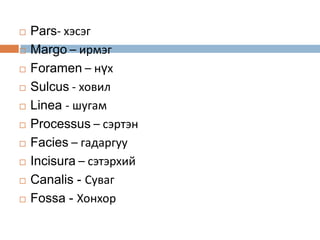 













Pars- хэсэг
Margo – ирмэг
Foramen – нүх
Sulcus - ховил
Linea - шугам
Processus – сэртэн
Facies – гадаргуу
Incisura – сэтэрхий
Canalis - Суваг
Fossa - Хонхор

 