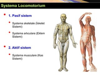 • 1. Pasif sistem
• Systema skeletale (İskelet
Sistemi)
• Systema artıculare (Eklem
Sistemi)
• 2. Aktif sistem
• Systema musculare (Kas
Sistemi)
Systema Locomotorium
 