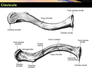 Clavicula
 