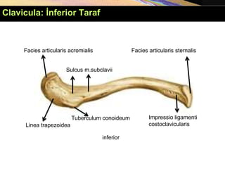 Facies articularis acromialis Facies articularis sternalis
Sulcus m.subclavii
Linea trapezoidea
Tuberculum conoideum Impressio ligamenti
costoclavicularis
inferior
Clavicula: İnferior Taraf
 