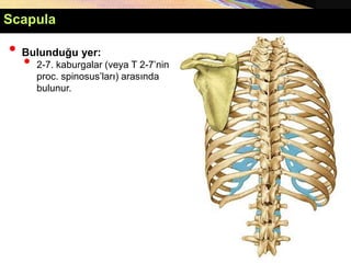 • Bulunduğu yer:
• 2-7. kaburgalar (veya T 2-7’nin
proc. spinosus’ları) arasında
bulunur.
Scapula
 