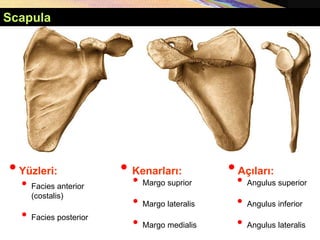•Yüzleri:
• Facies anterior
(costalis)
• Facies posterior
Scapula
• Kenarları:
• Margo suprior
• Margo lateralis
• Margo medialis
•Açıları:
• Angulus superior
• Angulus inferior
• Angulus lateralis
 