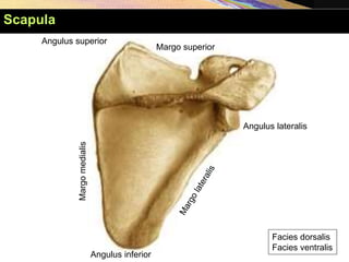 Margo
medialis
Margo superior
Angulus superior
Angulus inferior
Angulus lateralis
Facies dorsalis
Facies ventralis
Scapula
 